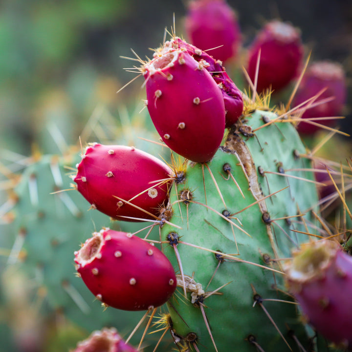 What is Prickly Pear Seed Oil